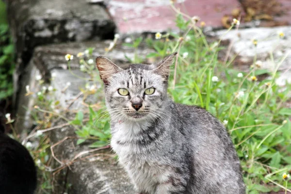 Den Tabby Katt Var Sitter Marken Med Lila Blommor Fram — Stockfoto