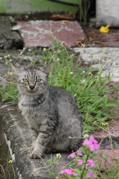 Die Gestromte Katze Saß Auf Dem Boden Mit Lila Blüten — Stockfoto