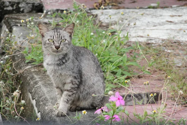 Den Tabby Katt Var Sitter Marken Med Lila Blommor Fram — Stockfoto