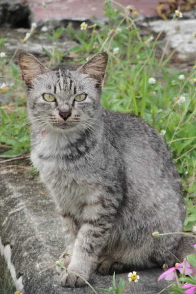 Kucing Tabby Sedang Duduk Tanah Dengan Bunga Ungu Depan — Stok Foto