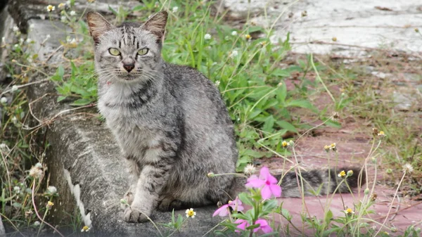 Den Tabby Katt Var Sitter Marken Med Lila Blommor Fram — Stockfoto