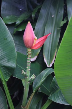 Yeşil muz yapraklarına karşı pembe çiçekli muz.