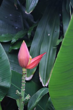 Yeşil muz yapraklarına karşı pembe çiçekli muz.