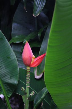 Yeşil muz yapraklarına karşı pembe çiçekli muz.