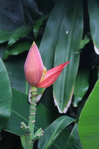 Flor Rosa Plátano Contra Fondo Hojas Plátano Verde — Foto de Stock