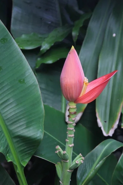 Flor Rosa Plátano Contra Fondo Hojas Plátano Verde —  Fotos de Stock