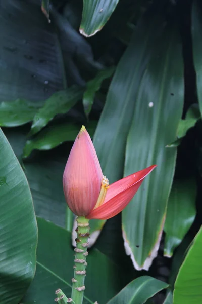 在绿色香蕉叶的背景下 粉红色的香蕉开花 — 图库照片