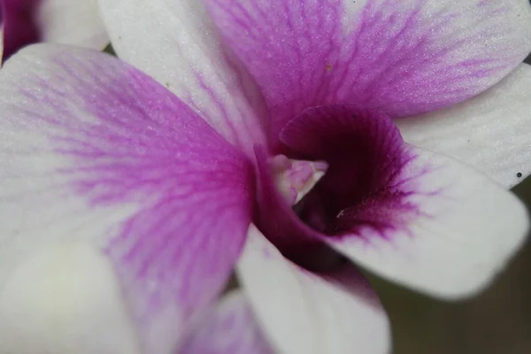 Orquídeas Púrpuras Blancas Tailandia — Foto de Stock