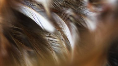 Asya 'daki güzel koyu kahverengi tüy dokusunu kapat.