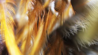 Asya 'daki güzel koyu kahverengi tüy dokusunu kapat.