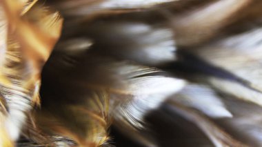 Asya 'daki güzel koyu kahverengi tüy dokusunu kapat.