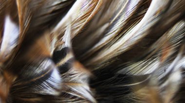 Asya 'daki güzel koyu kahverengi tüy dokusunu kapat.