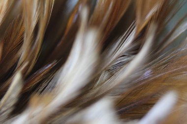 Asya 'daki güzel koyu kahverengi tüy dokusunu kapat.