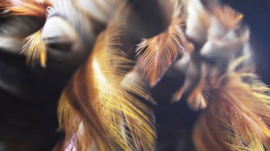 Asya 'daki güzel koyu kahverengi tüy dokusunu kapat.