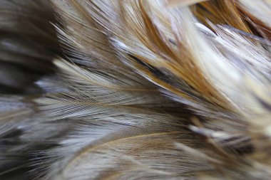 Asya 'daki güzel koyu kahverengi tüy dokusunu kapat.