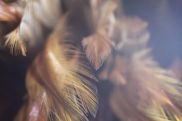 密切留意亚洲美丽的深褐色羽毛质感背景 — 图库照片