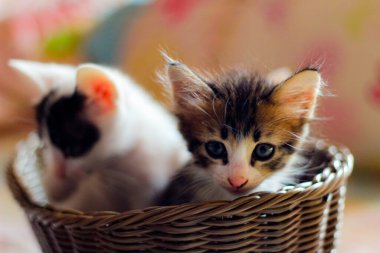 Tayland 'da kahverengi bir sepette üç renkli kedi yavrusu..