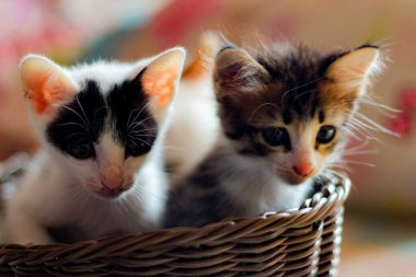 Tayland 'da kahverengi bir sepette üç renkli kedi yavrusu..