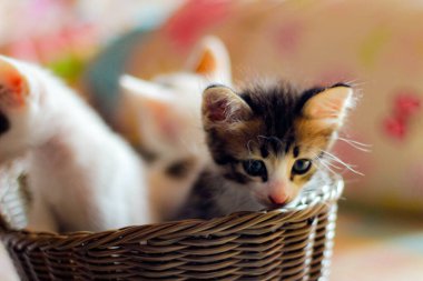 Tayland 'da kahverengi bir sepette üç renkli kedi yavrusu..