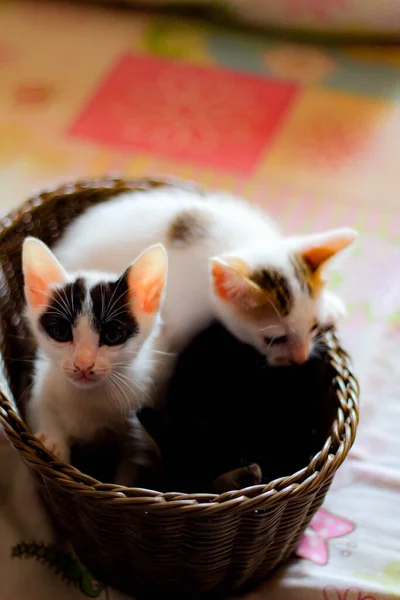 Tayland Kahverengi Bir Sepette Renkli Kedi Yavrusu — Stok fotoğraf