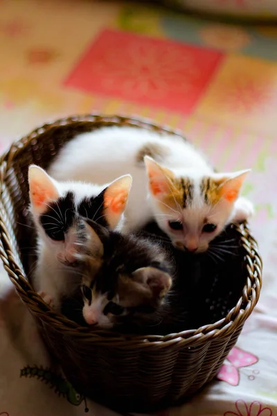 Tři Barevná Koťátka Hnědém Proutěném Koši Thailandu — Stock fotografie