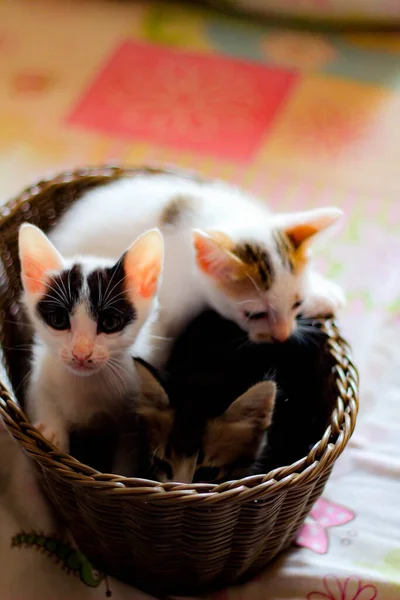 Três Gatinhos Coloridos Uma Cesta Vime Marrom Tailândia — Fotografia de Stock