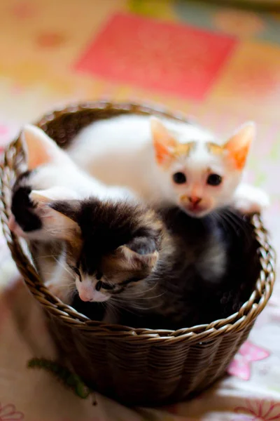 Three Colored Kittens Brown Wicker Basket Thailand — стокове фото