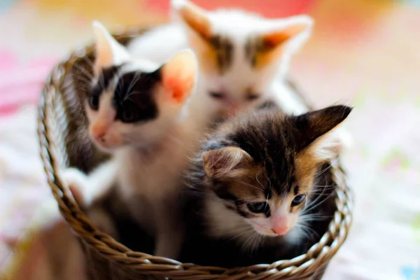 三只五颜六色的小猫在一个褐色柳条筐里 — 图库照片
