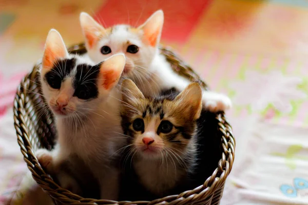 Three Colored Kittens Brown Wicker Basket Thailand — стокове фото