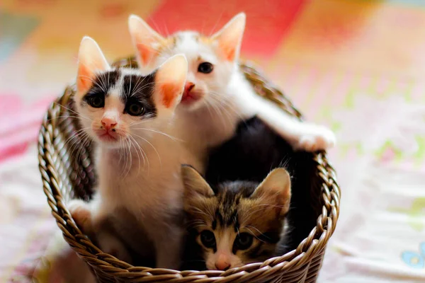 Три Цветных Котенка Коричневой Плетеной Корзине Таиланде — стоковое фото