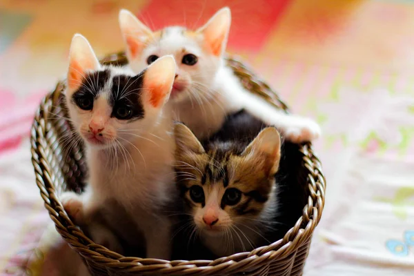 Three Colored Kittens Brown Wicker Basket Thailand — стокове фото