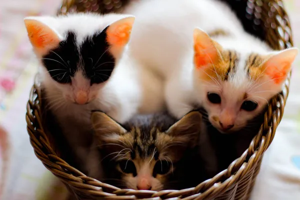 Drei Farbige Kätzchen Einem Braunen Weidenkorb Thailand — Stockfoto