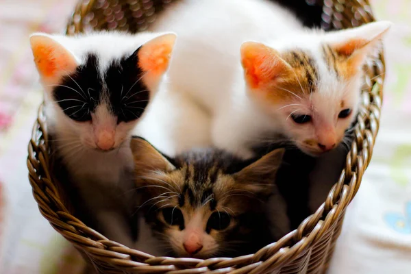 Tři Barevná Koťátka Hnědém Proutěném Koši Thailandu — Stock fotografie