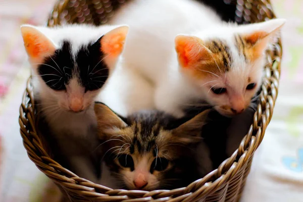 三只五颜六色的小猫在一个褐色柳条筐里 — 图库照片