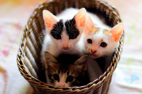 Three Colored Kittens Brown Wicker Basket Thailand — стокове фото