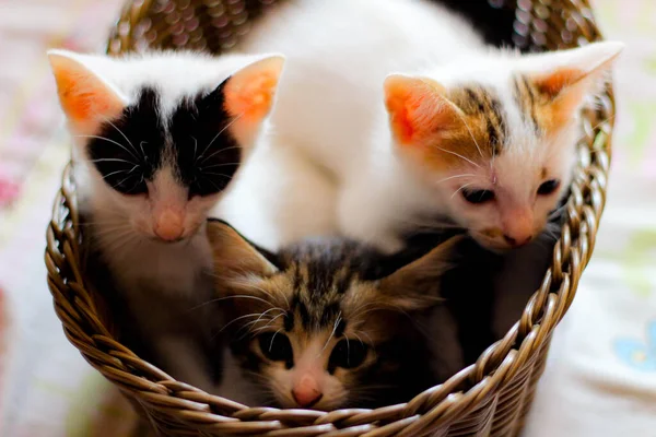 Three Colored Kittens Brown Wicker Basket Thailand — стокове фото