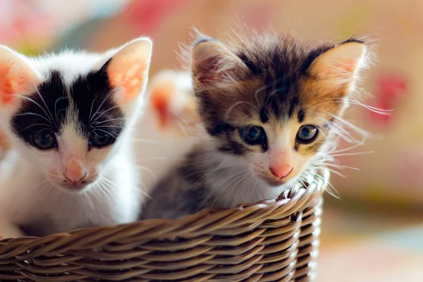 Três Gatinhos Coloridos Uma Cesta Vime Marrom Tailândia — Fotografia de Stock