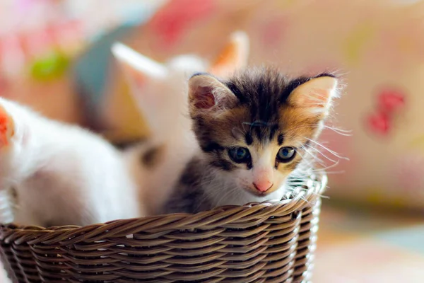 Três Gatinhos Coloridos Uma Cesta Vime Marrom Tailândia — Fotografia de Stock