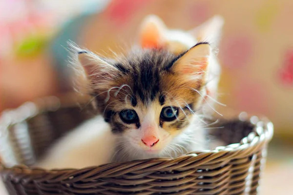 Drie Gekleurde Kittens Een Bruine Rieten Mand Thailand — Stockfoto