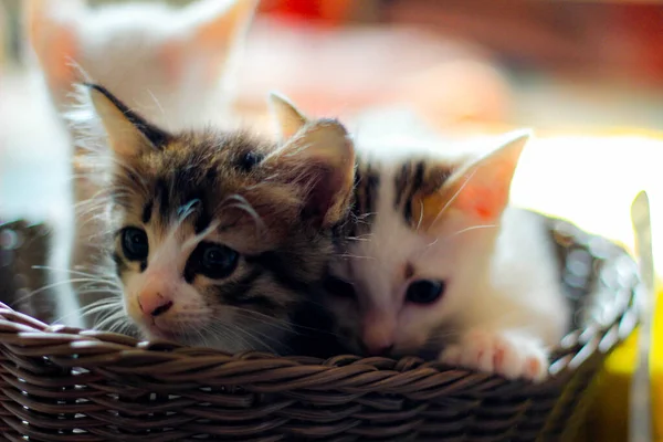 Three Colored Kittens Brown Wicker Basket Thailand — стокове фото