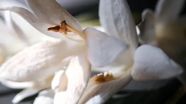 Millingtonia Hortensis Fleurit Sur Une Table Bois Noir Matin — Photo