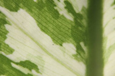 Asyalı bir ağacın yeşil benekli yapraklarının ayrıntıları..