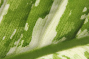 Asyalı bir ağacın yeşil benekli yapraklarının ayrıntıları..