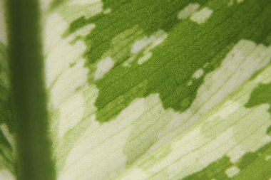 Asyalı bir ağacın yeşil benekli yapraklarının ayrıntıları..