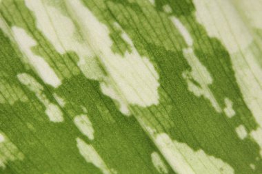 Asyalı bir ağacın yeşil benekli yapraklarının ayrıntıları..