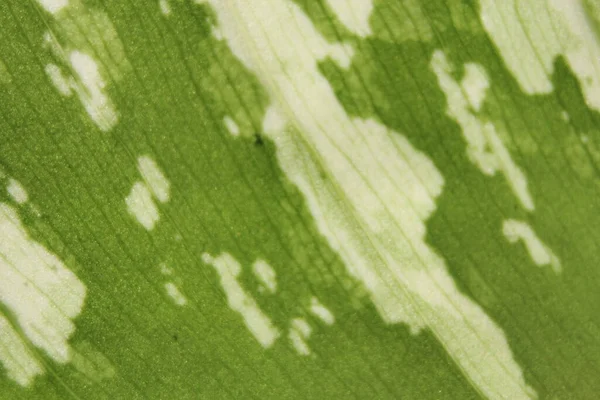 アジアの木の緑の斑点の葉の詳細 — ストック写真
