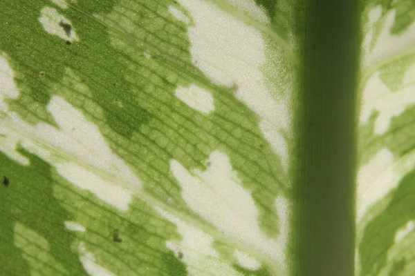 Листкові Деталі Зеленого Плямистого Листя Азіатського Дерева — стокове фото