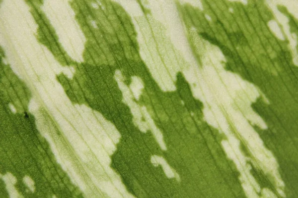 アジアの木の緑の斑点の葉の詳細 — ストック写真