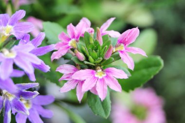 Mor ve pembe çiçekler yeşil yaprakların arka planına karşı.