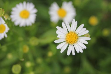 Yeşil arka planda sarı papatya sürüleri